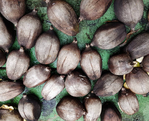 Ingrediente de Kiehl’s Aceite de Babasu