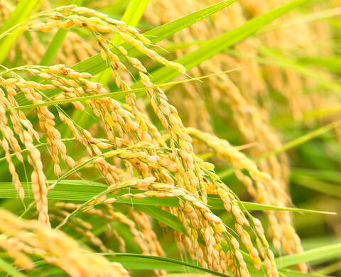 Ingrediente de Kiehl’s Proteina Hidrolizada de Arroz