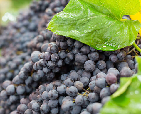 Ingrediente de Kiehl’s Aceite de Semilla de Uva