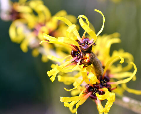 Ingrediente de Kiehl’s Hamamelis