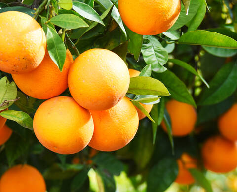 Ingrediente de Kiehl’s Vitamina C