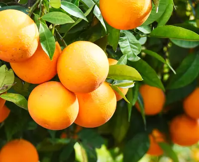 Ingrediente de Kiehl’s Vitamina Cg