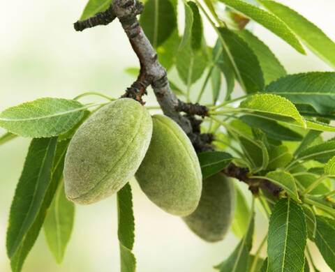 Ingrediente Kiehl’s Aceite de Almendro