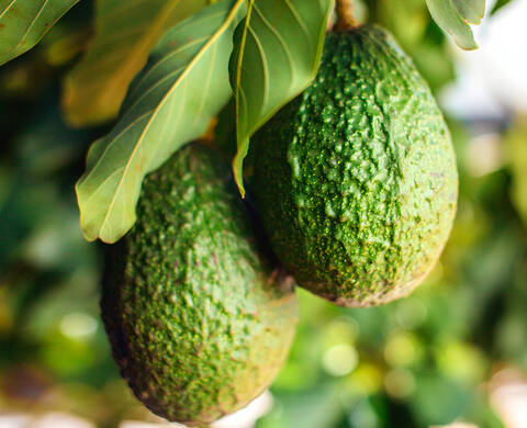 Ingrediente de Kiehl’s Extracto de Aguacate