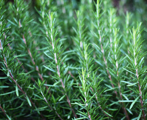 Ingrediente Kiehl’s Aceite de Romero