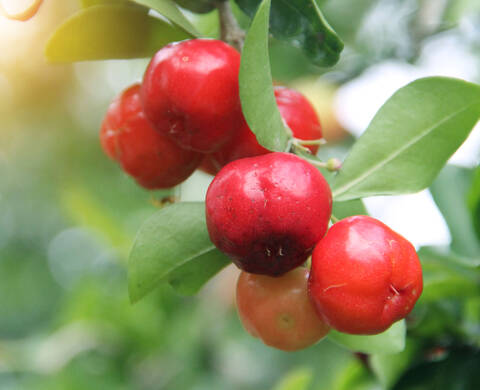 Cereza Acerola ingrediente de Kiehl’s