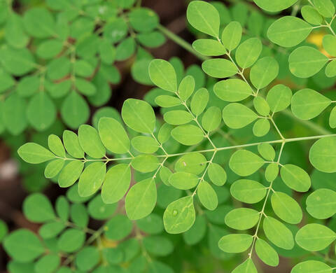 Ingrediente de Kiehl’s Aceite de Arbol de Moringa
