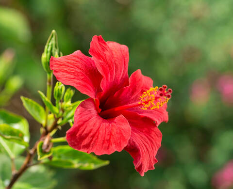 Extracto de Semilla de Hibisco