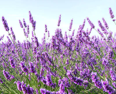 Ingrediente Kiehl’s Aceite Esencial de Lavanda