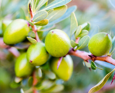 Ingrediente de Kiehl’s Aceite de Argan de comercio justo