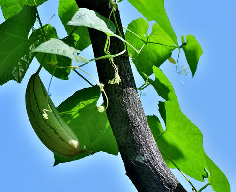 Fruto de la Luffa Cylindrica Ingrediente de Kiehl’s
