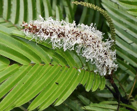 Ingrediente de Kiehl’s Aceite de Pracaxi