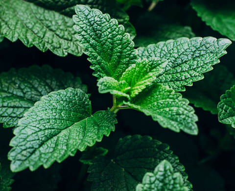Ingrediente de Kiehl’s Aceite de Menta