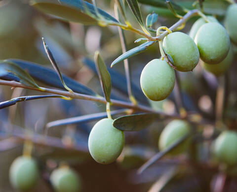 Ingrediente Kiehl’s Aceite de Oliva