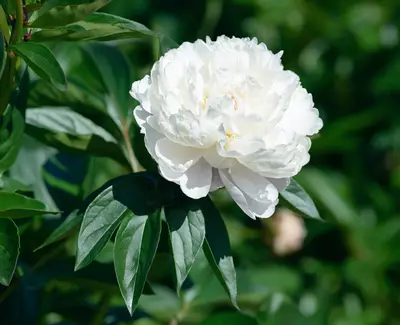 Ingrediente de Kiehl’s Extracto de Peonia