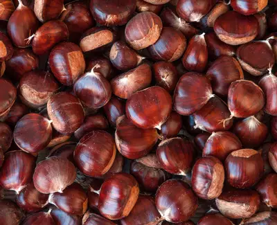 Ingrediente de Kiehl’s Extracto de Castana