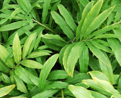 Ingrediente de Kiehl’s Hoja de Jengibre de origen sustentable