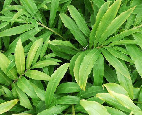 Ingrediente de Kiehl’s Hoja de Jengibre de origen sustentable