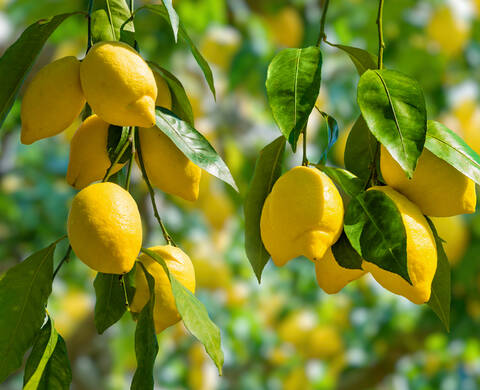 Ingrediente de Kiehl’s Manteca de Limon