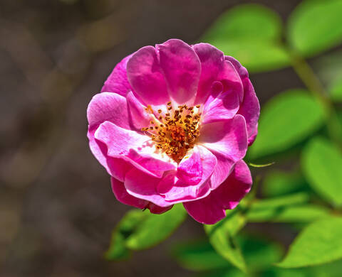 Ingrediente de Kiehl’s Extracto botanico de Rosa Gallica