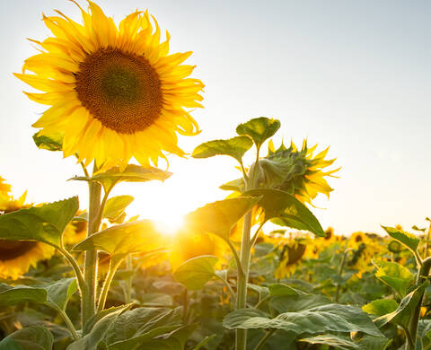 Ingrediente de Kiehl’s Aceite de Girasol