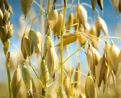 Ingrediente de Kiehl’s Avena