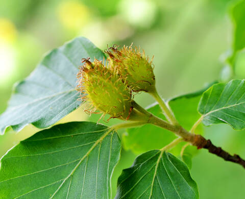 Ingrediente de Kiehl’s Extracto de Arbol de Haya