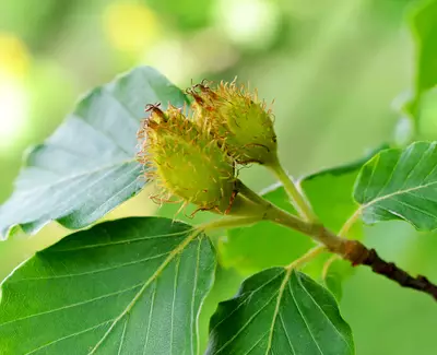 Ingrediente de Kiehl’s Extracto de Arbol de Haya