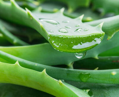 Ingrediente de Kiehl’s Aloe Vera