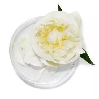 Extracto de Raiz de Peonia