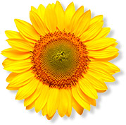 Aceite de girasol