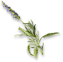 Aceite esencial de lavanda