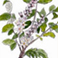 Amazonian White Clay