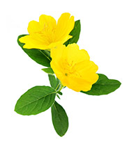 Aceite de onagra común