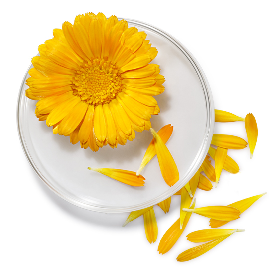 Extracto de Calendula